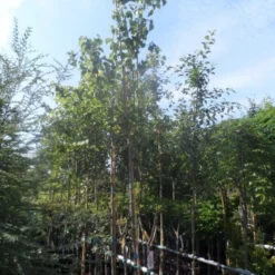 Judasboom (Cercis Siliquastrum) -Tuin Vormen Verkoopwinkel cercis siliquastrum 10 12ho cont