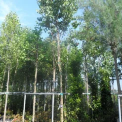 Judasboom (Cercis Siliquastrum) -Tuin Vormen Verkoopwinkel cercis siliquastrum 18 20ho cont