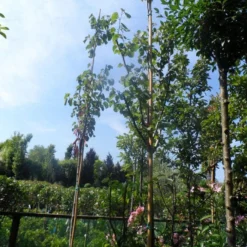 Judasboom (Cercis Siliquastrum) -Tuin Vormen Verkoopwinkel cercis siliquastrum 8 10 12ho cont