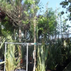 Judasboom (Cercis Siliquastrum) -Tuin Vormen Verkoopwinkel cercis siliquastrum alba 10 12ho cont