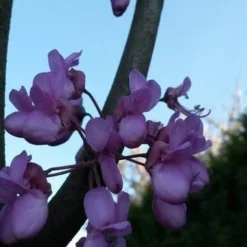 Judasboom (Cercis Siliquastrum) -Tuin Vormen Verkoopwinkel cercis sill