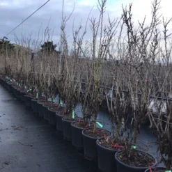 Chinese Judasboom (Cercis Chinensis 'Shirobana') 10 Chinese Judasboom (Cercis Chinensis 'Shirobana') -Tuin Vormen Verkoopwinkel cercisshirbana