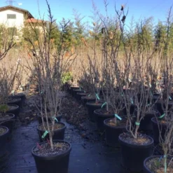 Chinese Judasboom (Cercis Chinensis 'Shirobana') 9 Chinese Judasboom (Cercis Chinensis 'Shirobana') -Tuin Vormen Verkoopwinkel cercisshirobana125