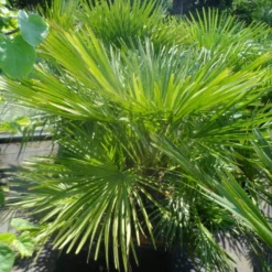Dwergpalm (Chamaerops Humilis) -Tuin Vormen Verkoopwinkel chamaerops humilis 100 125 c50
