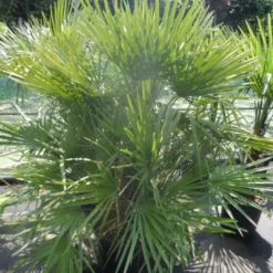 Dwergpalm (Chamaerops Humilis) -Tuin Vormen Verkoopwinkel chamaerops humilis 125 150 c70
