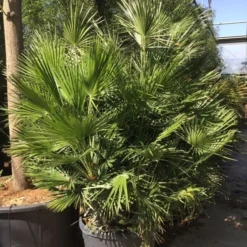 Dwergpalm (Chamaerops Humilis) -Tuin Vormen Verkoopwinkel chamaerops humilis 150175cm c130