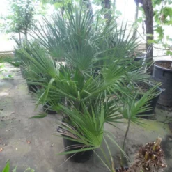 Dwergpalm (Chamaerops Humilis) -Tuin Vormen Verkoopwinkel chamaerops humilis 80 100 c35