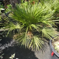 Dwergpalm (Chamaerops Humilis) -Tuin Vormen Verkoopwinkel chamaerops humilis c10 50 60 80