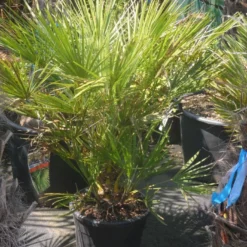Dwergpalm (Chamaerops Humilis) -Tuin Vormen Verkoopwinkel chamaerops humilis c20 60 80
