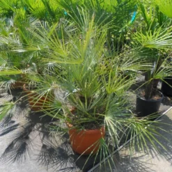 Dwergpalm (Chamaerops Humilis 'Cerifera') 13 Dwergpalm (Chamaerops Humilis 'Cerifera') -Tuin Vormen Verkoopwinkel chamaerops humilis cerifera 80 100 c30