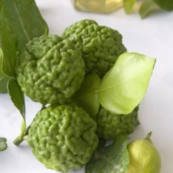 Kaffirlimoen (Citrus Hystrix) -Tuin Vormen Verkoopwinkel citrus hystrix