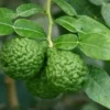 Kaffirlimoen (Citrus Hystrix) -Tuin Vormen Verkoopwinkel citrushystrix02