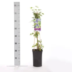 Bosrank (Clematis Alpina) -Tuin Vormen Verkoopwinkel clematis alpina