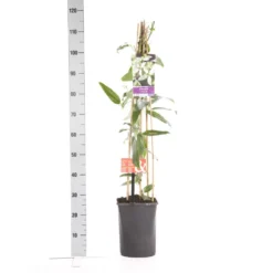 Bosrank, Groenblijvend (Clematis Armandii 'Apple Blossom') -Tuin Vormen Verkoopwinkel clematis apelblossom 1.00 1.25