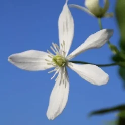 Bosrank, Groenblijvend (Clematis Armandii) -Tuin Vormen Verkoopwinkel clematis armandii 3
