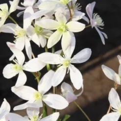 Bosrank, Groenblijvend (Clematis Armandii 'Apple Blossom') -Tuin Vormen Verkoopwinkel clematis armandii apple blossom 2