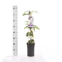 Bosrank, Groenblijvend (Clematis Armandii 'Apple Blossom') -Tuin Vormen Verkoopwinkel clematis armandii apple blossom