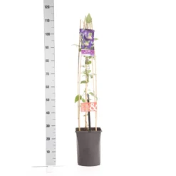 Bosrank (Clematis 'Blue Pirouette') -Tuin Vormen Verkoopwinkel clematis blue pirouette pbr 1.00 1.25