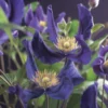 Bosrank (Clematis 'Blue Pirouette') -Tuin Vormen Verkoopwinkel clematis blue pirouette pbr 2