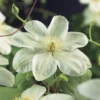 Bosrank (Clematis 'Guernsey Cream') 1 Bosrank (Clematis 'Guernsey Cream') -Tuin Vormen Verkoopwinkel clematis guernsey cream 2