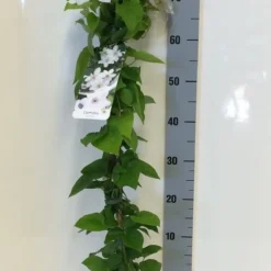 Bosrank (Clematis 'Henryi') 7 Bosrank (Clematis 'Henryi') -Tuin Vormen Verkoopwinkel clematis henryi 80 100 c2