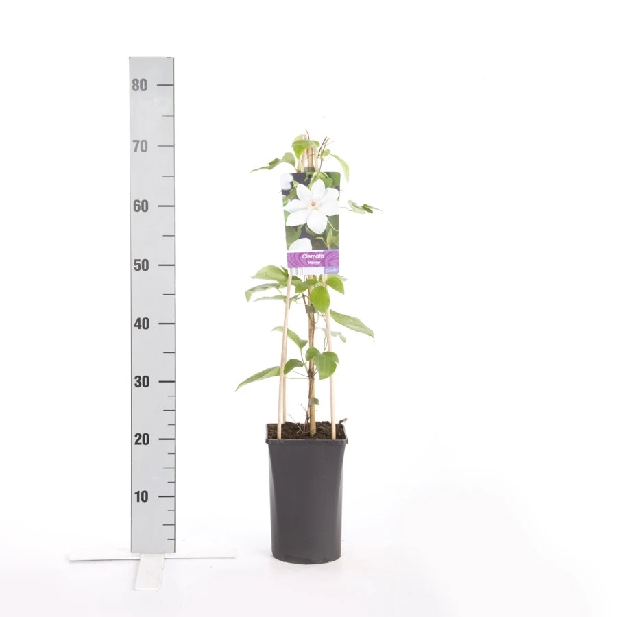 Bosrank (Clematis 'Henryi') 4 Bosrank (Clematis 'Henryi') - Afbeelding 2