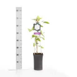 Bosrank (Clematis 'Jackmanii Alba') -Tuin Vormen Verkoopwinkel clematis jackmanii alba