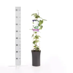 Bosrank (Clematis 'Madame Le Coultre') 10 Bosrank (Clematis 'Madame Le Coultre') -Tuin Vormen Verkoopwinkel clematis madame le coultre