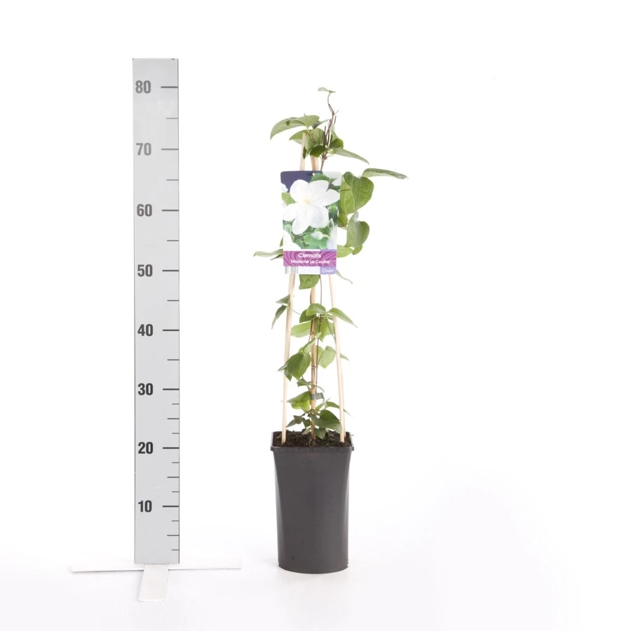 Bosrank (Clematis 'Madame Le Coultre') 5 Bosrank (Clematis 'Madame Le Coultre') - Afbeelding 4