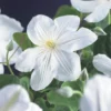 Bosrank (Clematis 'Madame Le Coultre') -Tuin Vormen Verkoopwinkel clematis madame le coultre 2