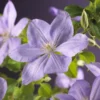 Bosrank (Clematis 'Mrs Cholmondeley') -Tuin Vormen Verkoopwinkel clematis mrs. cholmondeley 2