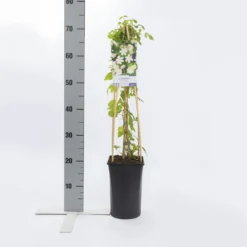 Bosrank (Clematis 'Paul Farges') 9 Bosrank (Clematis 'Paul Farges') -Tuin Vormen Verkoopwinkel clematis paul farges