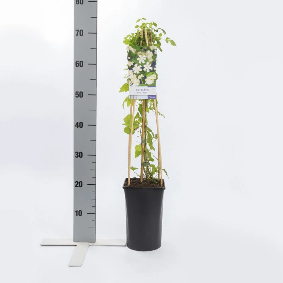 Bosrank (Clematis 'Paul Farges') 6 Bosrank (Clematis 'Paul Farges') - Afbeelding 4