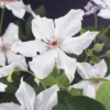 Bosrank (Clematis 'Snow Queen') -Tuin Vormen Verkoopwinkel clematis snow queen 2