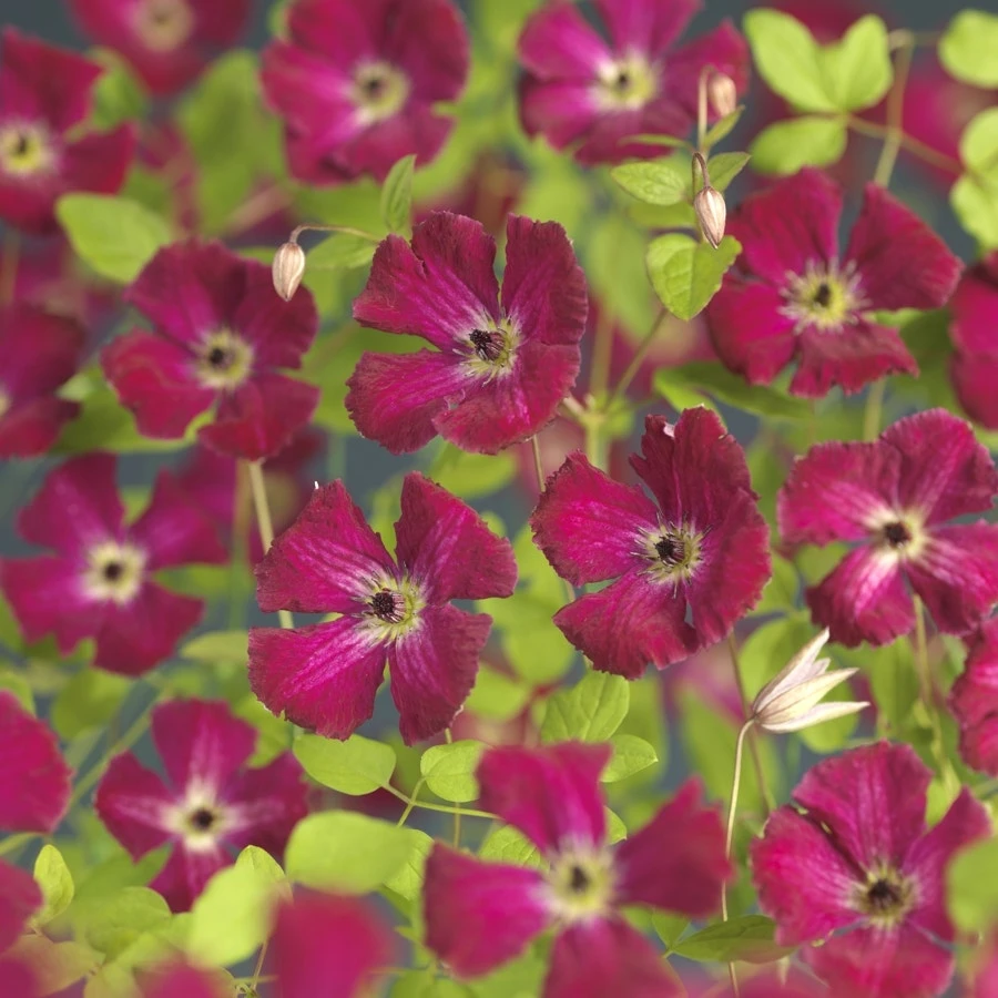 Bosrank (Clematis Viticella 'Rubra') 3 Bosrank (Clematis Viticella 'Rubra')