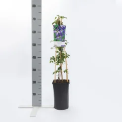 Bosrank (Clematis Viticella) 8 Bosrank (Clematis Viticella) -Tuin Vormen Verkoopwinkel clematis viticella