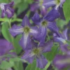 Bosrank (Clematis Viticella) -Tuin Vormen Verkoopwinkel clematis viticella 2
