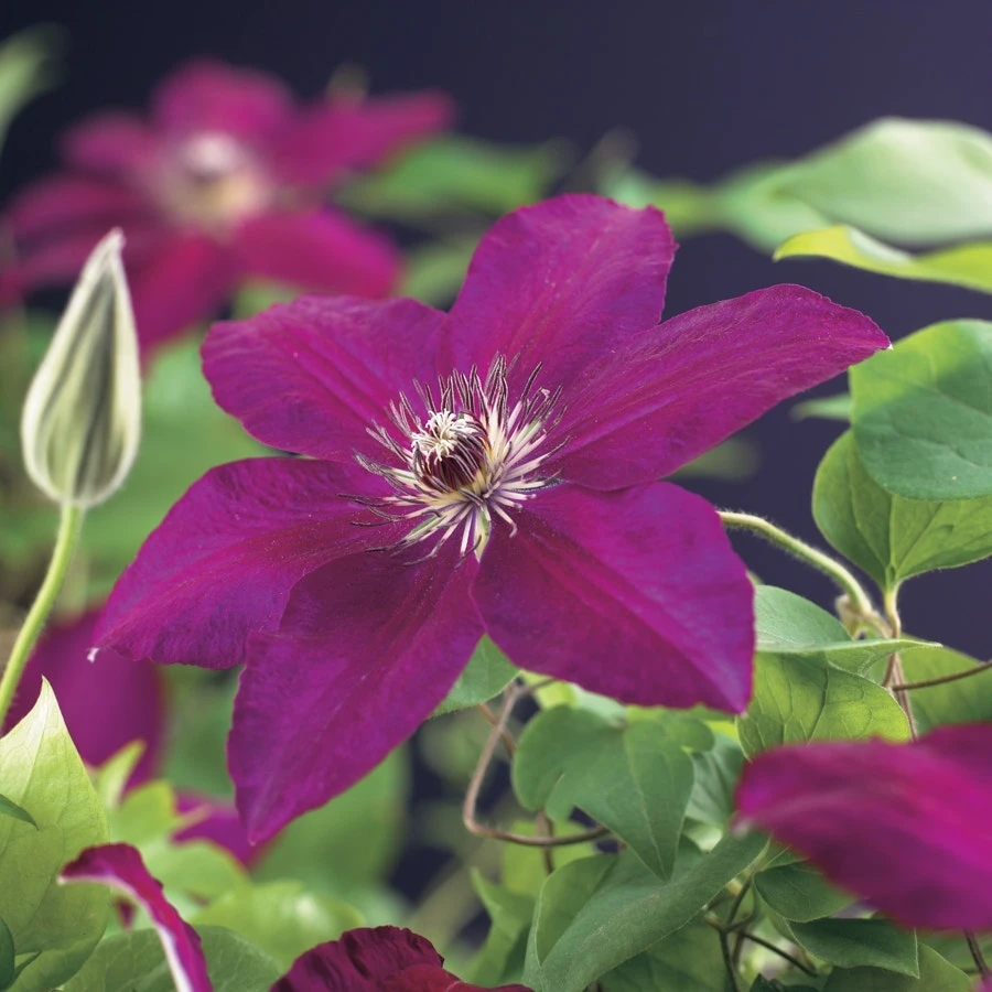 Bosrank (Clematis 'Westerplatte') 2 Bosrank (Clematis 'Westerplatte')