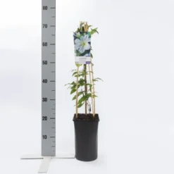 Bosrank (Clematis 'Yukikomachi') -Tuin Vormen Verkoopwinkel clematis yukikomachi