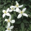 Bosrank (Clematis Montana 'Alba') -Tuin Vormen Verkoopwinkel clmontan 1