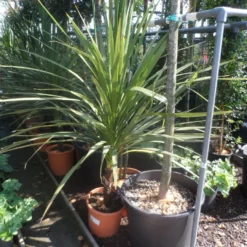 Cordyline (Cordyline Australis) -Tuin Vormen Verkoopwinkel cordyline australis 125 150 c20