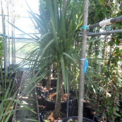 Cordyline (Cordyline Australis) -Tuin Vormen Verkoopwinkel cordyline australis 150 175 cont