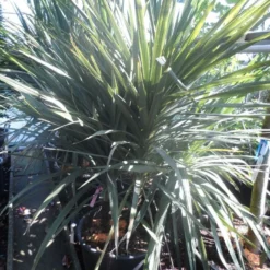 Cordyline (Cordyline Australis) -Tuin Vormen Verkoopwinkel cordyline australis 175 200 meerstammig