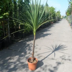 Cordyline (Cordyline Australis) -Tuin Vormen Verkoopwinkel cordyline australis c10