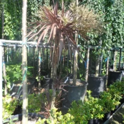 Cordyline (Cordyline Australis 'Atropurpurea') -Tuin Vormen Verkoopwinkel cordyline australis red star 150 175 c25