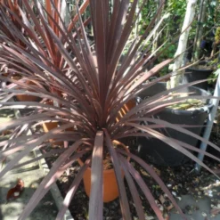 Cordyline (Cordyline Australis 'Atropurpurea') -Tuin Vormen Verkoopwinkel cordyline australis red star c10