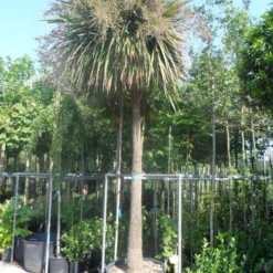 Cordyline (Cordyline Australis) -Tuin Vormen Verkoopwinkel cordyline australis solitair 250stam