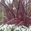 Cordyline (Cordyline 'Can Can') -Tuin Vormen Verkoopwinkel cordyline cancan02