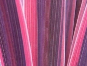 Cordyline (Cordyline 'Southern Splendour') 4 Cordyline (Cordyline 'Southern Splendour') - Afbeelding 2