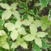 Bonte Kornoelje (Cornus Kousa 'Samaritan') -Tuin Vormen Verkoopwinkel cornus kousa samakatin